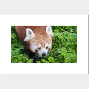 Red Panda close up of face Posters and Art